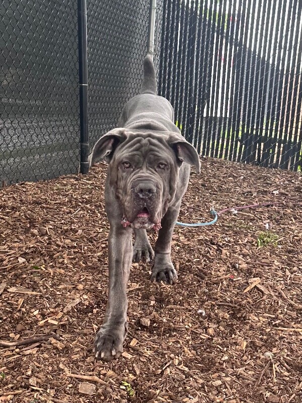 Adopt a Shelter Cat, Dog, Pocket or Barnyard Animal in Hamilton County